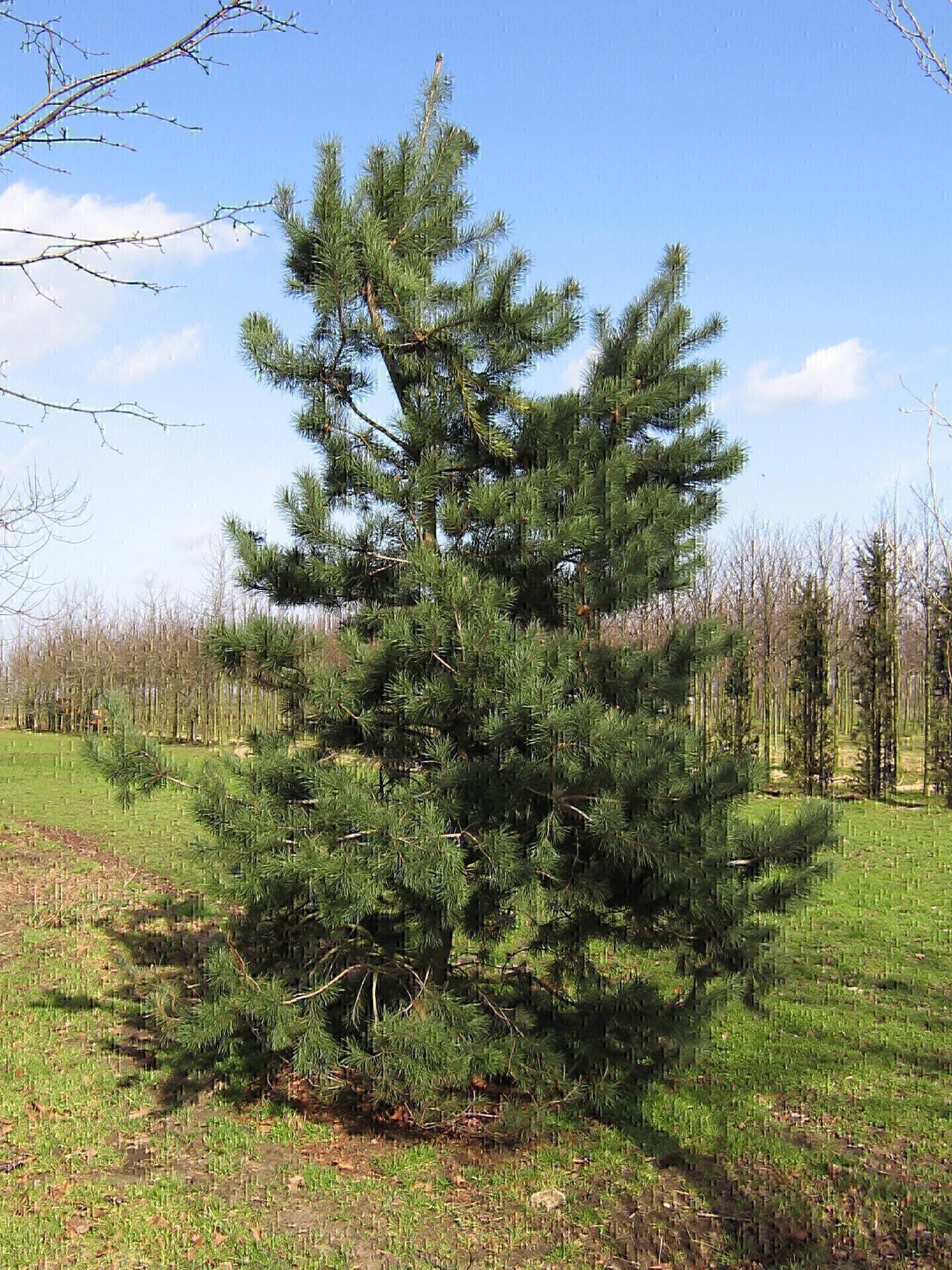 Pinus contorta_03